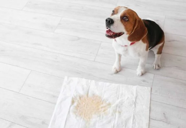 オシッコする犬