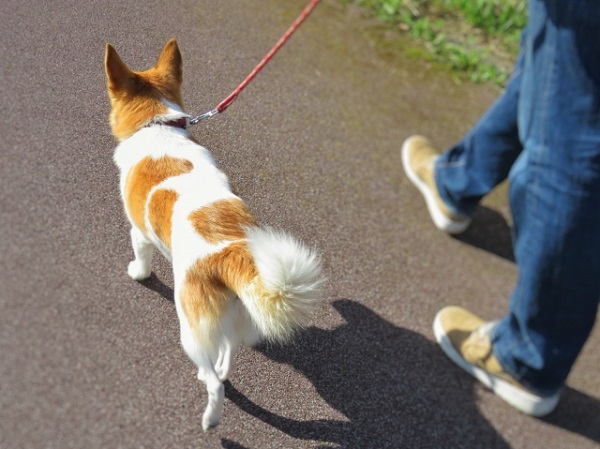 散歩する犬