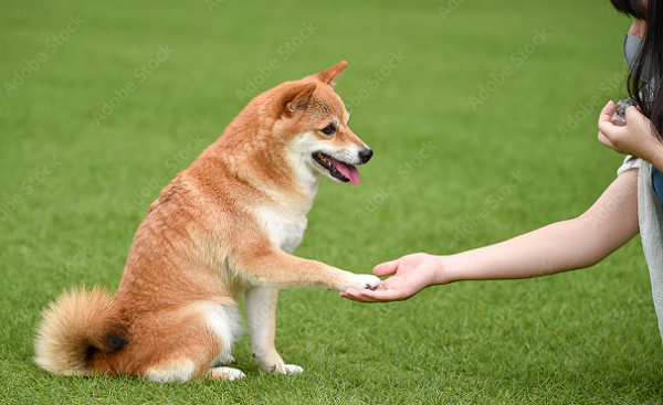 躾け　