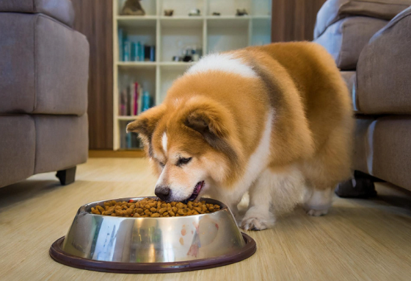 餌を食べる犬